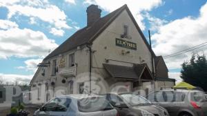 Picture of Elm Tree