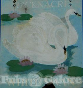 Picture of White Swan