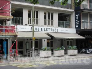 Picture of Slug and Lettuce
