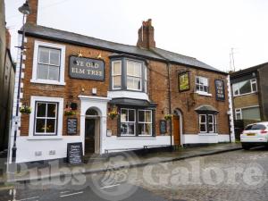 Picture of Ye Old Elm Tree