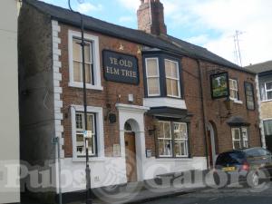 Picture of Ye Old Elm Tree