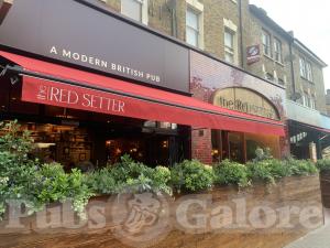 Picture of The Red Setter