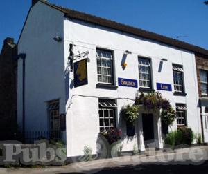 Picture of Golden Lion