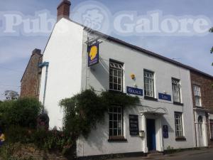Picture of Golden Lion