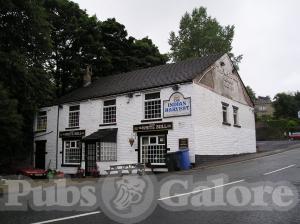 Picture of White Bull