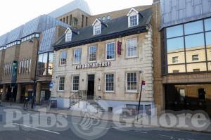 Picture of The Banyan Tree