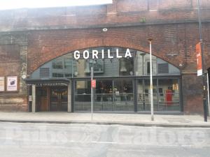 Picture of Gorilla