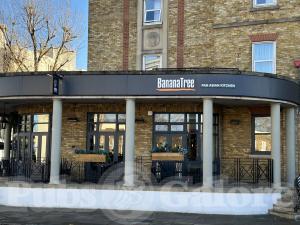 Picture of Banana Tree