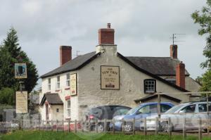 Picture of The Yew Tree