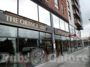 Picture of Orange Tree