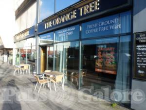 Picture of Orange Tree
