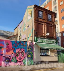 Picture of Sunflower