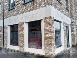 Picture of The Bird Or Worm ?