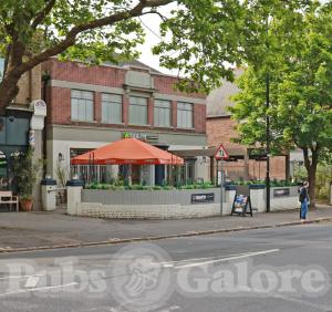 Picture of Banana Tree