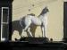 Picture of White Horse