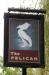 Picture of The Pelican